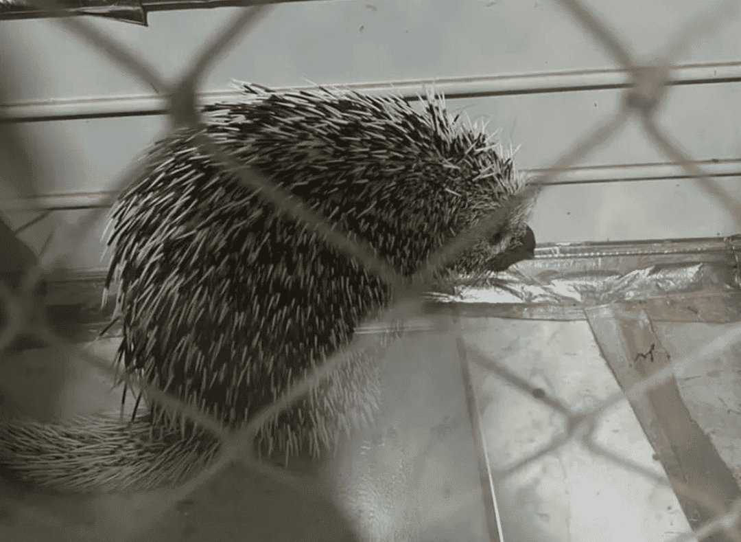 O porco-espinho foi levado para a mata do Zoobotânico