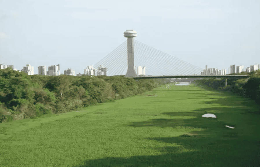 O tapete de aguapés mostra o alto nível de poluição do rio Poti