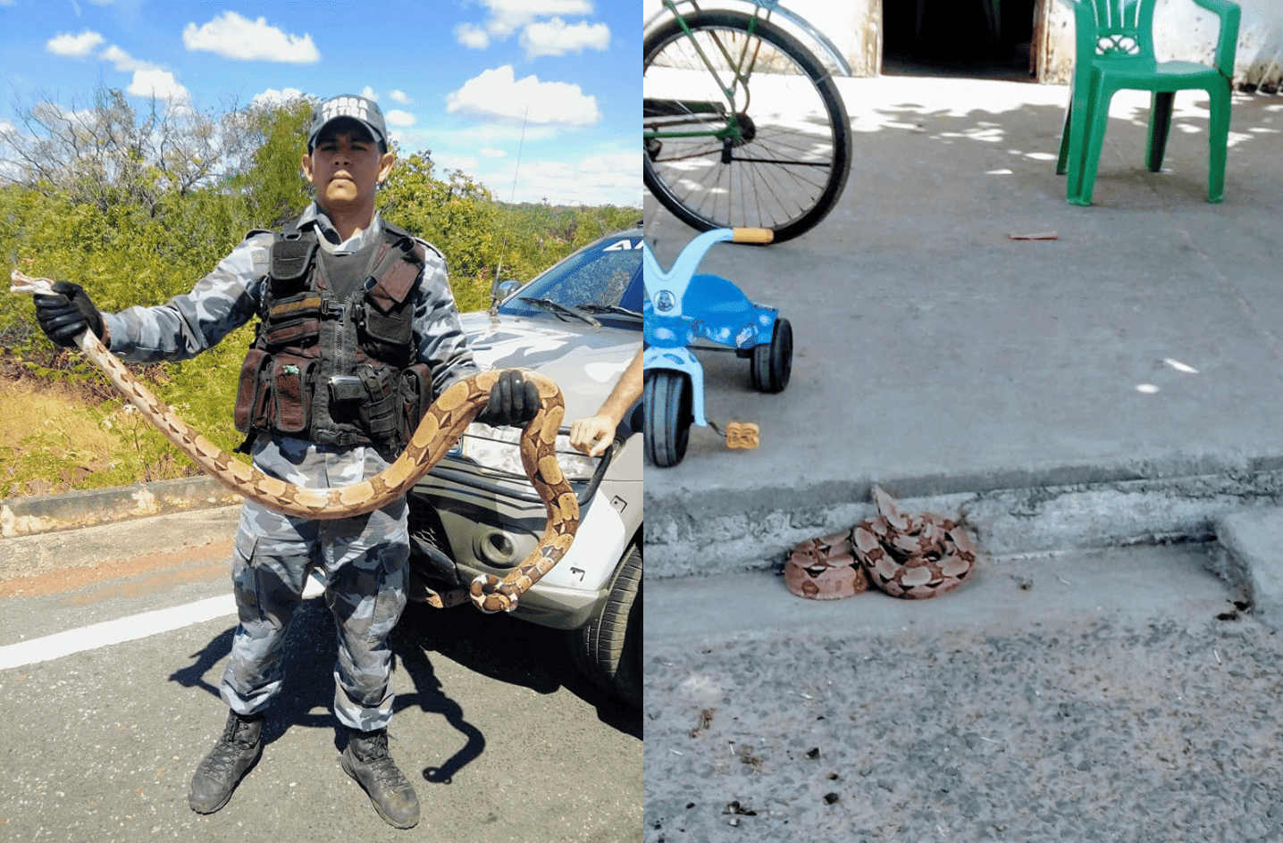 Crianças encontram cobra durante brincadeira em Valença