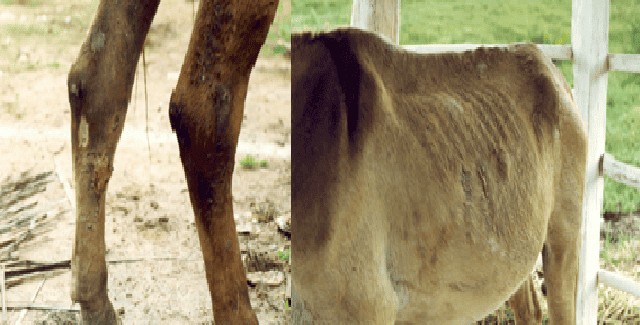 Cavalo infectado com mormo