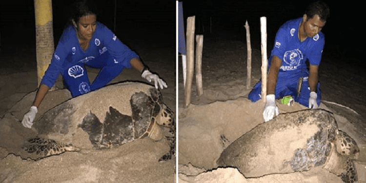 Tartarugas marinhas são flagradas desovando no litoral do Piauí