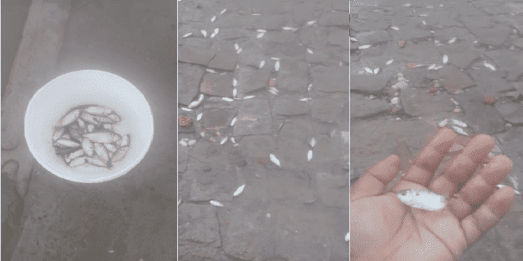 Moradora do Parque Brasil 'pesca' peixes na rua e vídeo viraliza