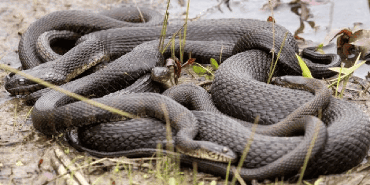 Acasalamento de cobras