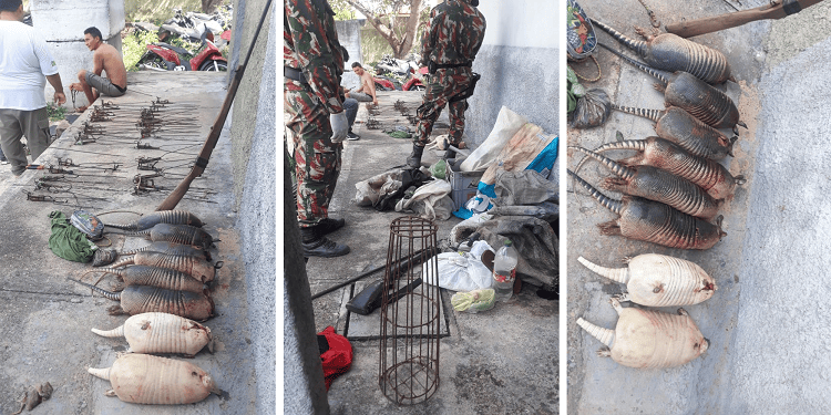 Apreensão de animais silvestres e armas