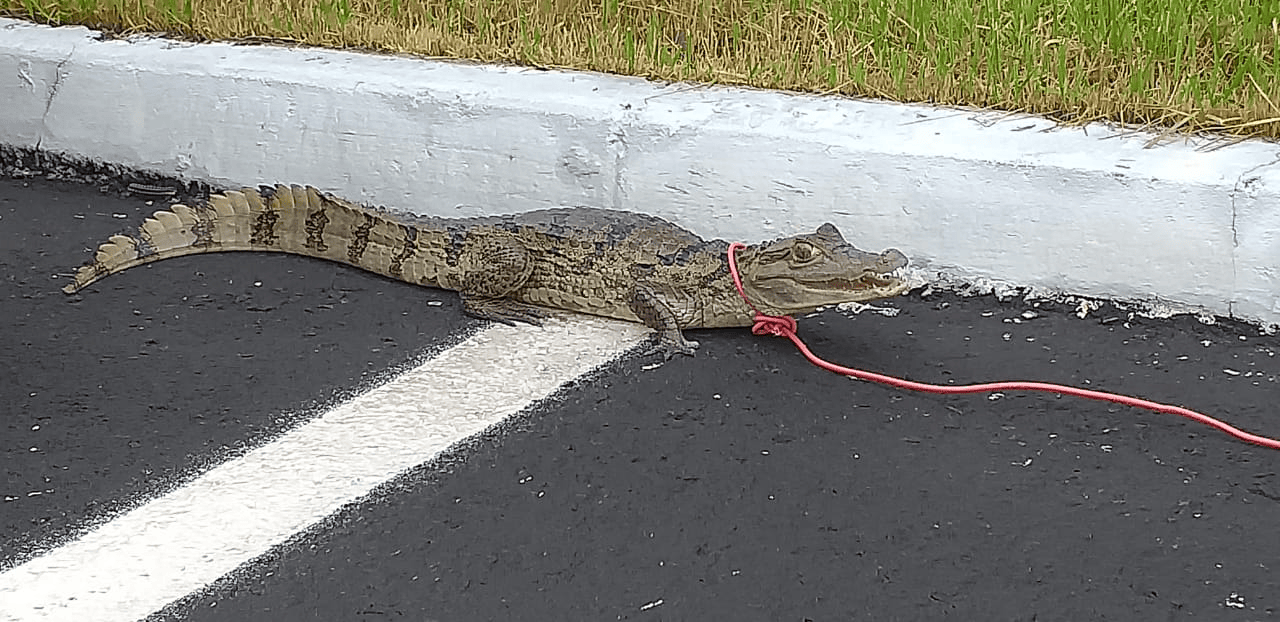 Jacaré é encontrado dentro de condomínio em Teresina
