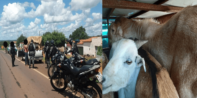 Animais roubados são recuperados pela PM de Oeiras