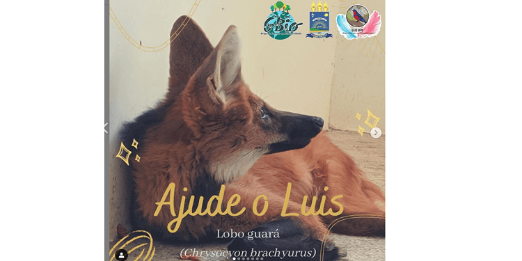 Grupo de estudos da UFPI pede ajuda para lobo voltar a andar