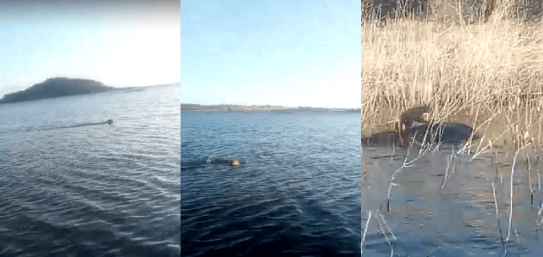 Onça é flagrada nadando na barragem Poço de Marruá