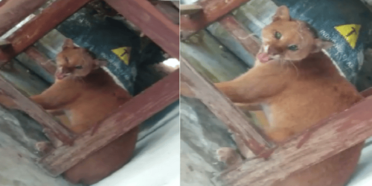 Morador encontra onça no quinta de casa