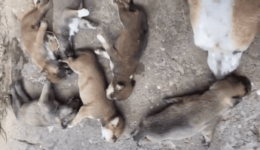 Filhotes de cachorro morrem abandonados ao sol e mulher é presa
