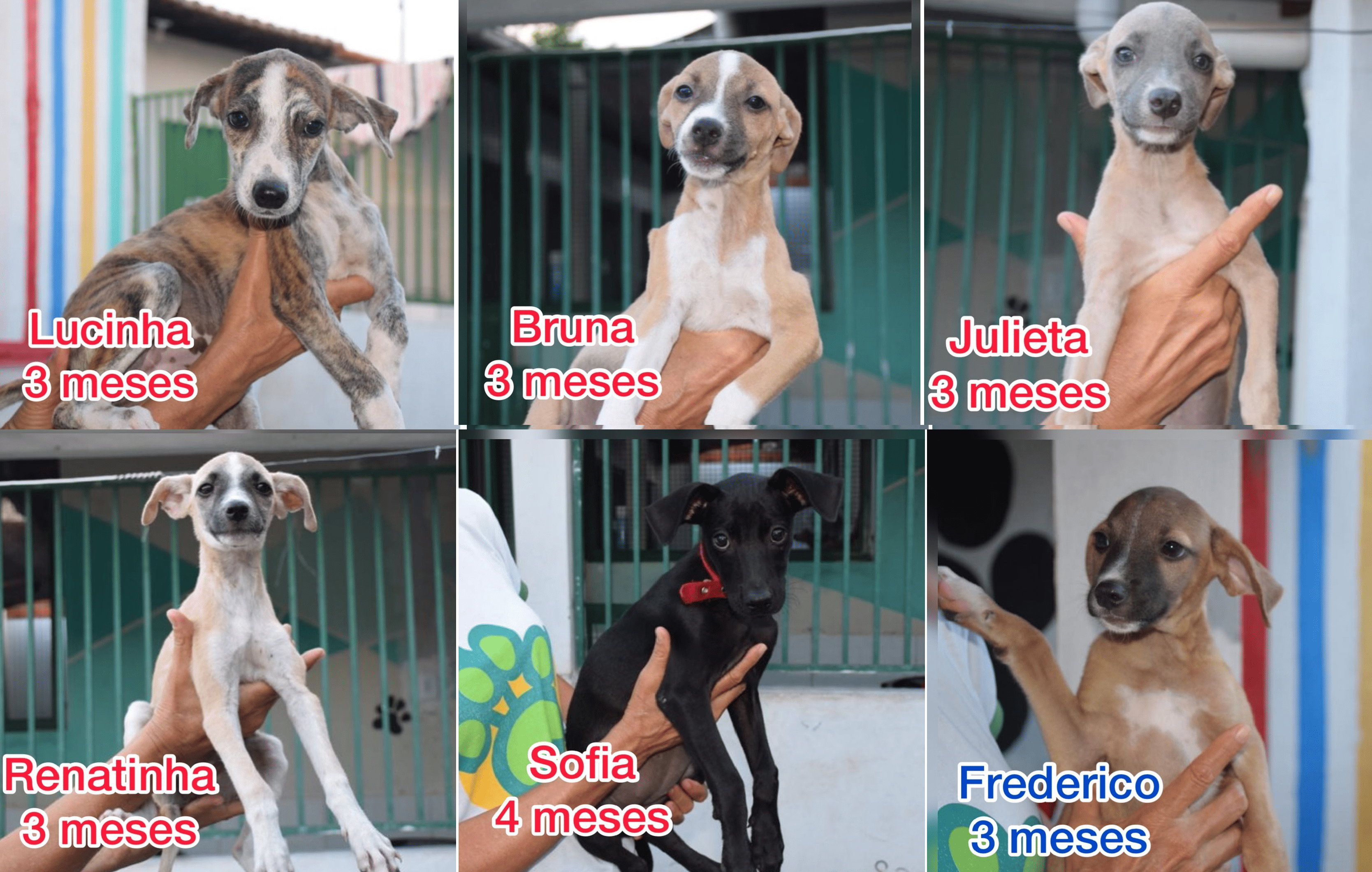 Cães disponíveis para adoção na Apipa