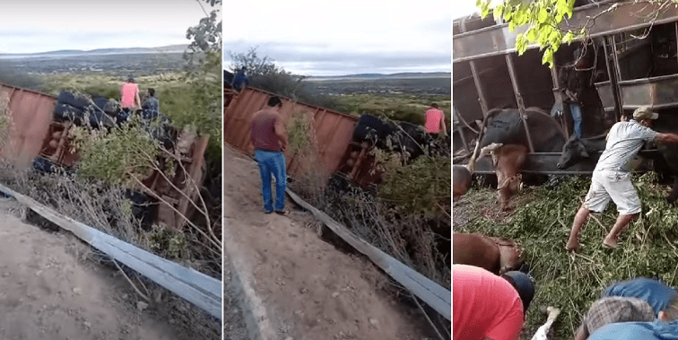 Carreta carregada de gado tomba no Sul do Piauí