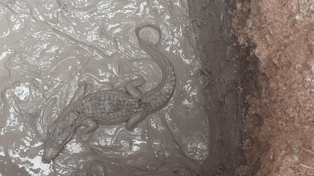 Jacaré é encontrado dentro de vala no Piauí