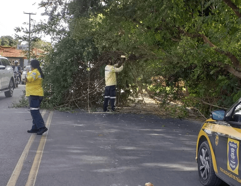 Queda de árvore fecha rua na zona norte