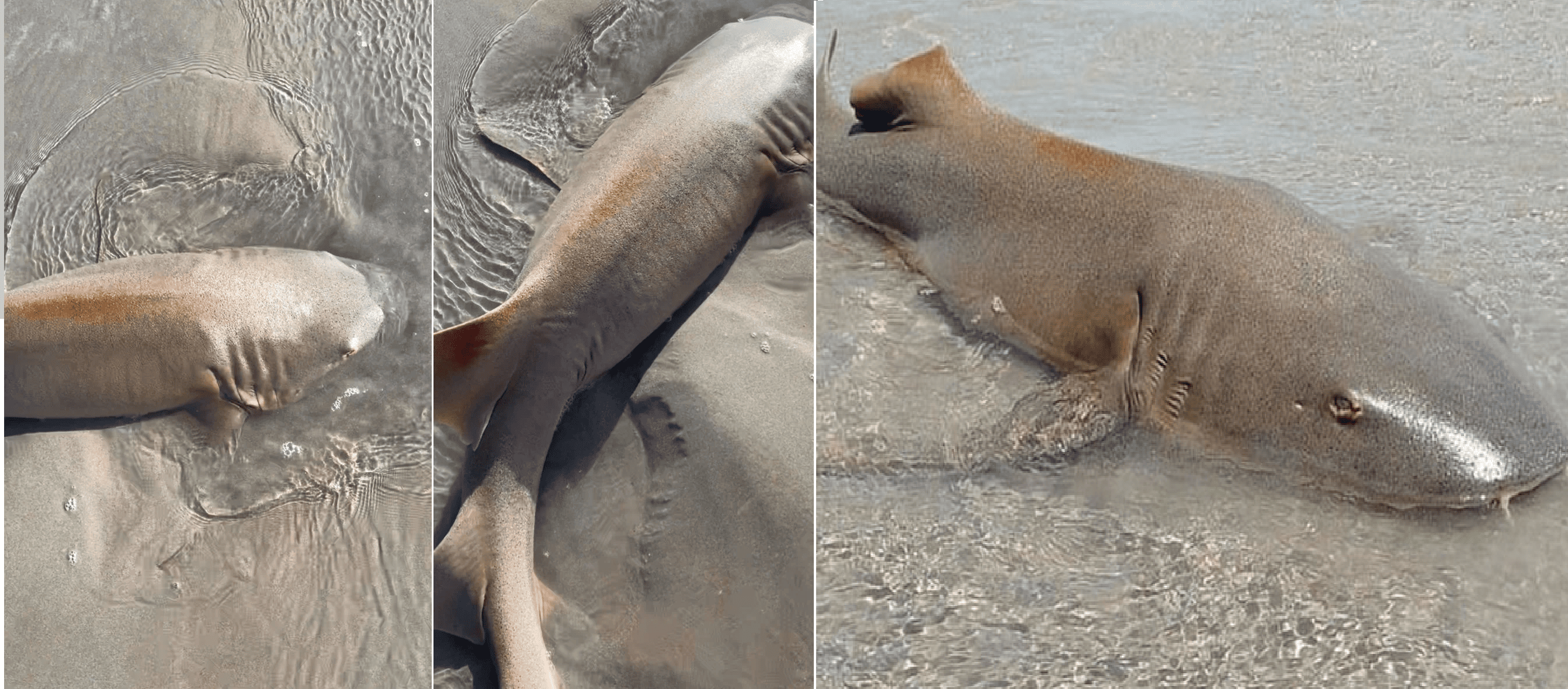 Filhotes de tubarão são encontrados em praias de Luís Correia