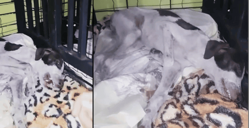 Cachorro abandonado em saco de lixo morre