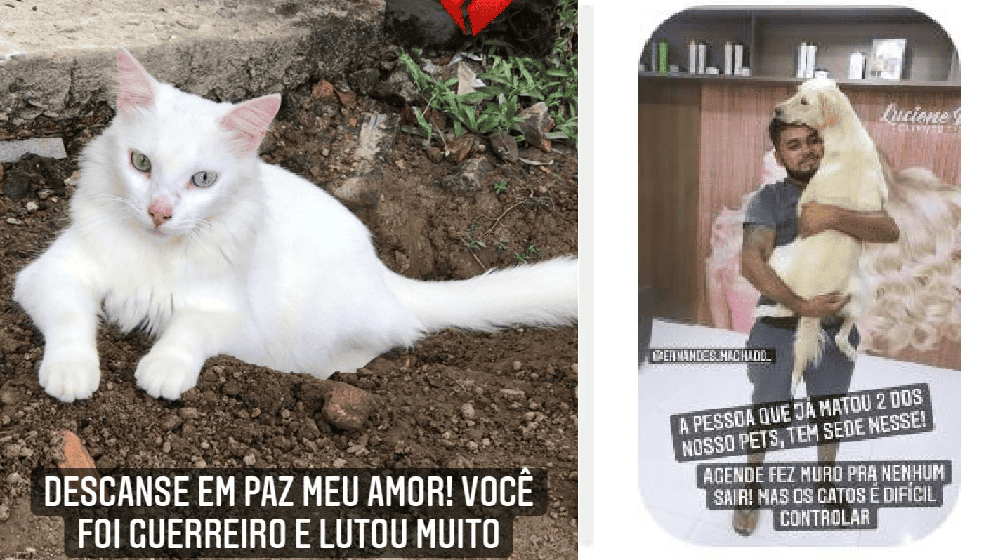 Animais são envenenados em Barras
