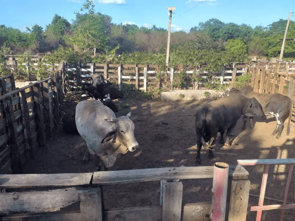 Bois furtados no Ceará são encontrados no Piauí