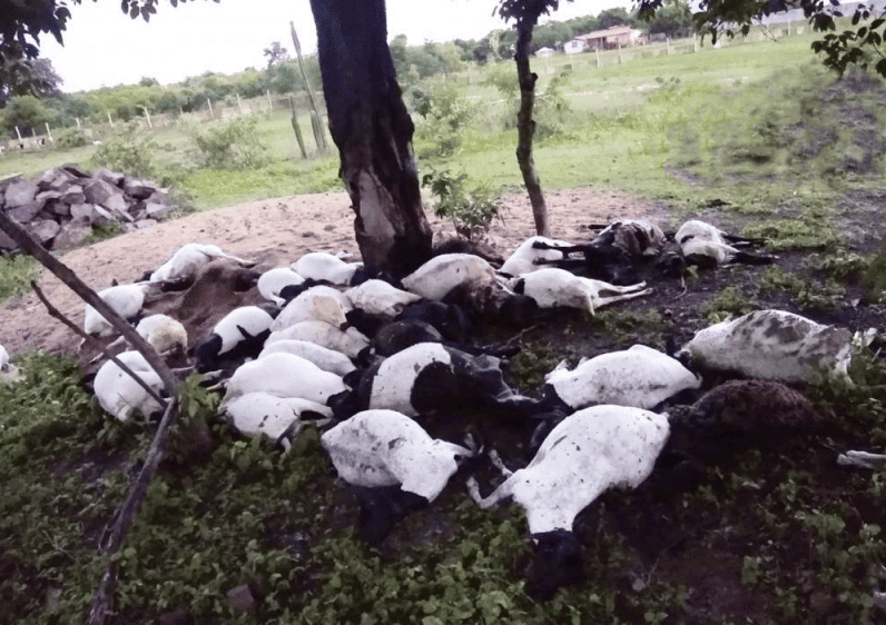 Ovelhas morrem atingidas por raio no interior do Piauí