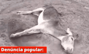 Animas são mortos a tiros na zona rural de Boa Hora