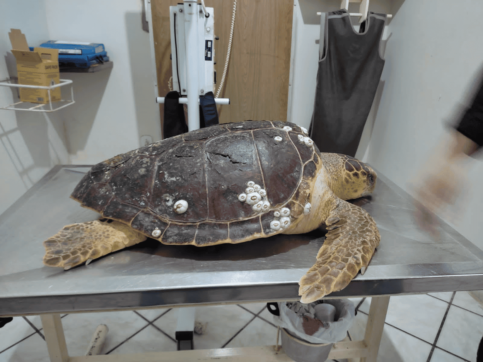 Tartaruga resgatada no Delta do Parnaíba é transferida para o RN