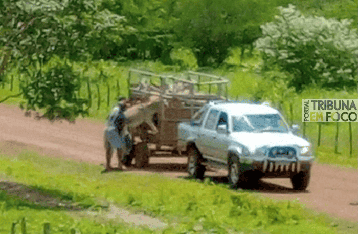 Jumentos são furtados em Castelo do Piauí