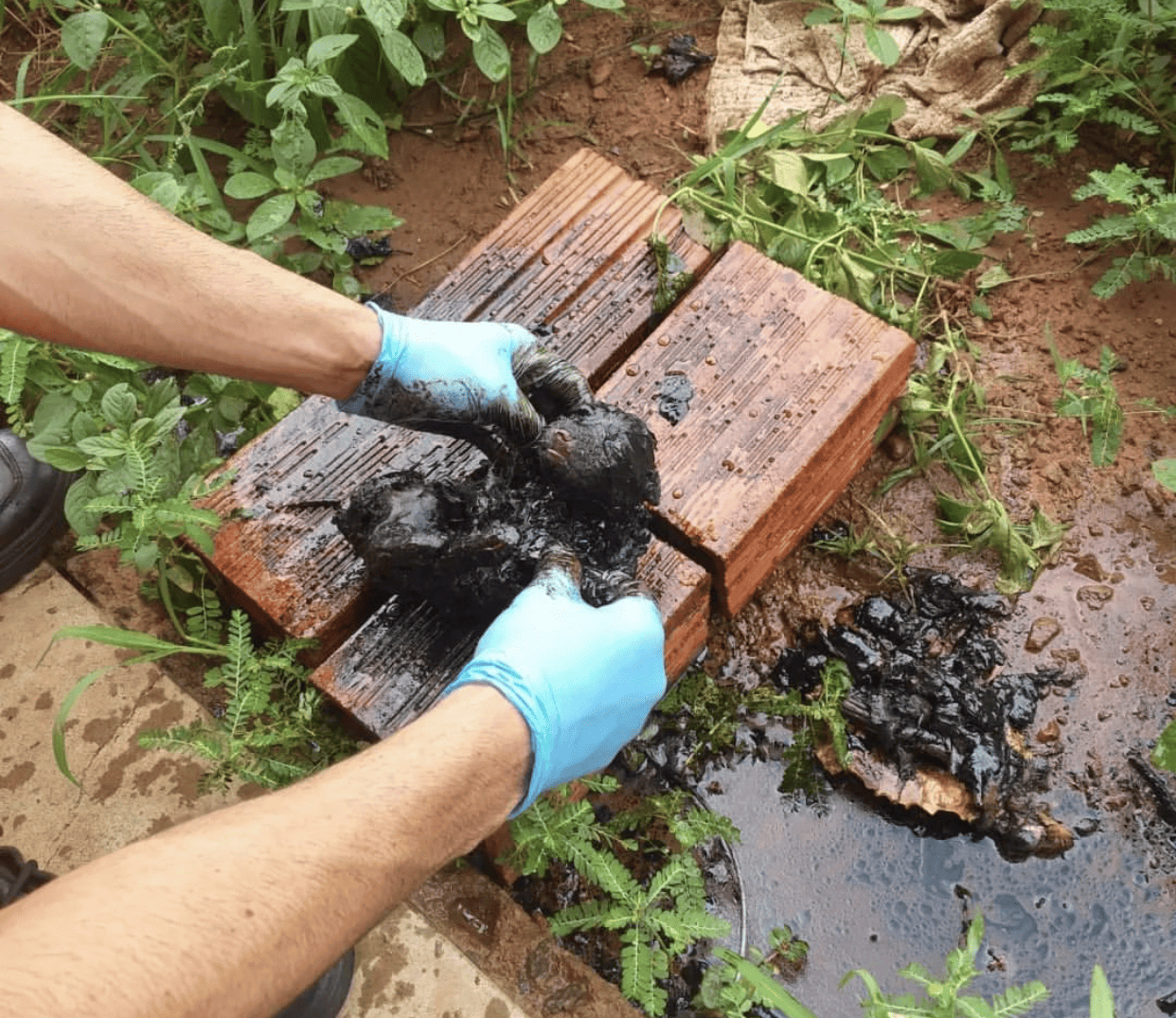 Filhotes de cachorros são resgatados após ficarem com o corpo coberto por piche