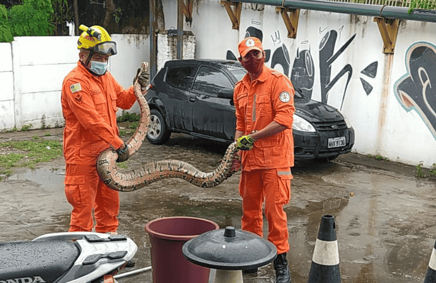 Jiboia de quase 2 metros é resgatada em oficina na zona Sul de Teresina