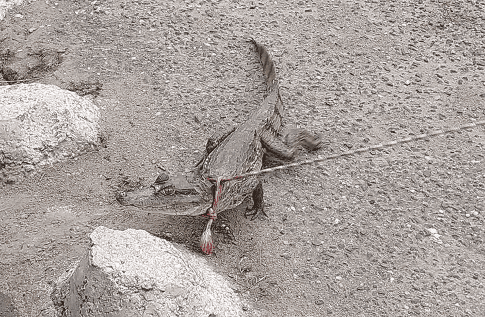 Jacaré é resgatado por moradores no bairro Colorado