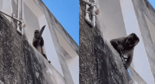 Macaco armado com faca viraliza nas redes sociais