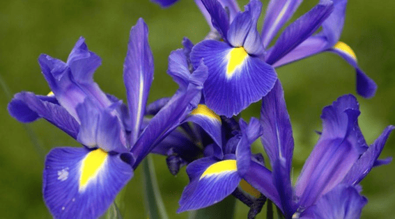Batizadas com o nome da deusa grega Iris, estas flores simbolizam fé, esperança e sabedoria