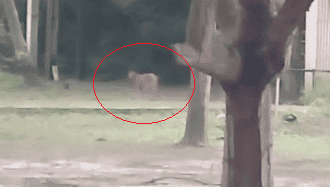 Onça é vista próxima ao seu recinto no Zoobotânico