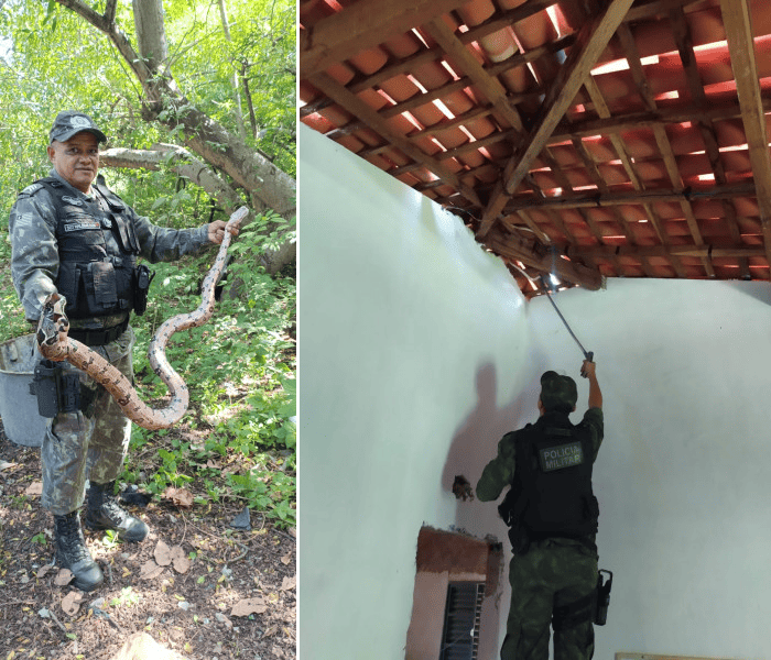PM resgata animais silvestres em Teresina