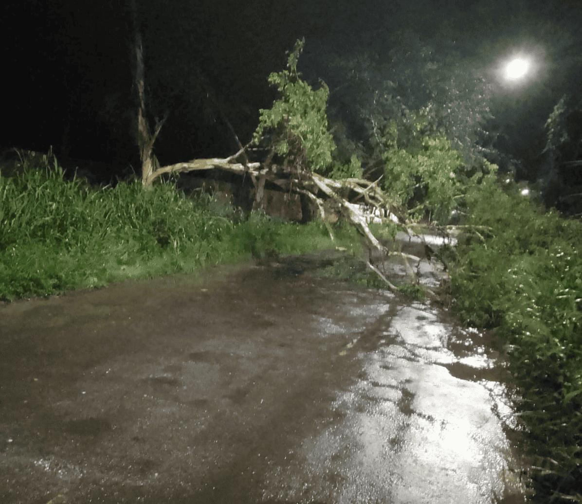 Árvore cai e bloqueia estrada na Cacimba Velha