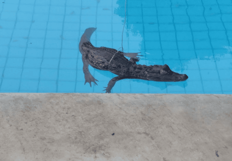 Jacaré estava nadando na piscina do condomínio quando foi resgatado