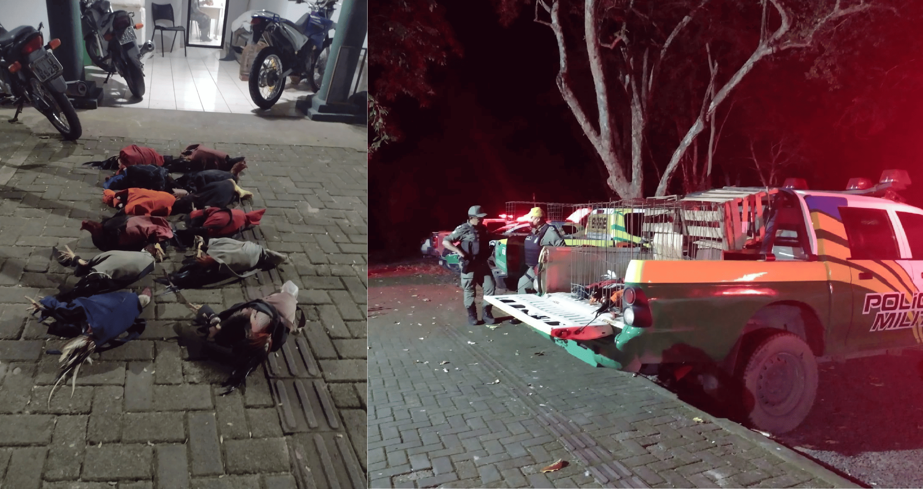 PM resgatou 30 galos no bairro Morada Nova
