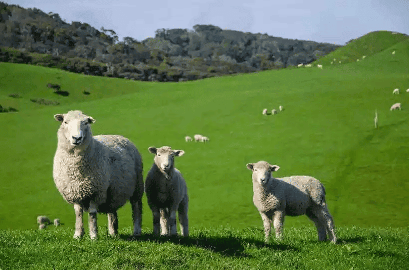 Ovelhas invadiram a fazenda e comeram a plantação de maconha medicinal