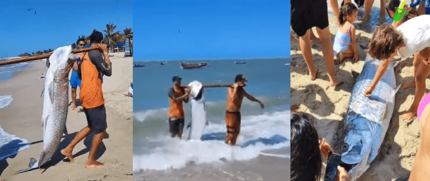Os peixes gigantes chamaram atenção dos turistas