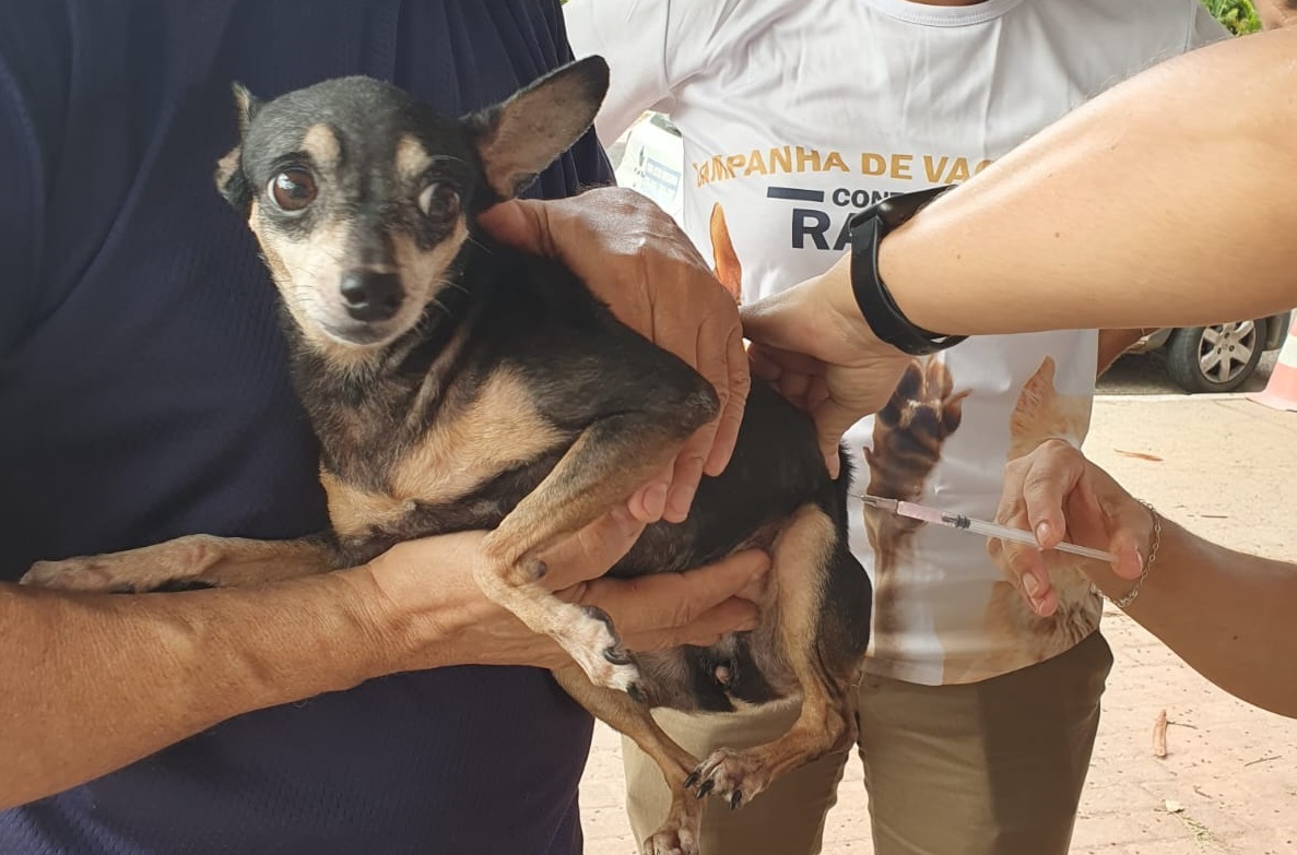 Vacinação contra a raiva ocorre no sábado (25) na zona rural Sul e Sudeste de Teresina