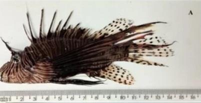 Peixe-leão tem aparecido em praias brasileiras desde 2022