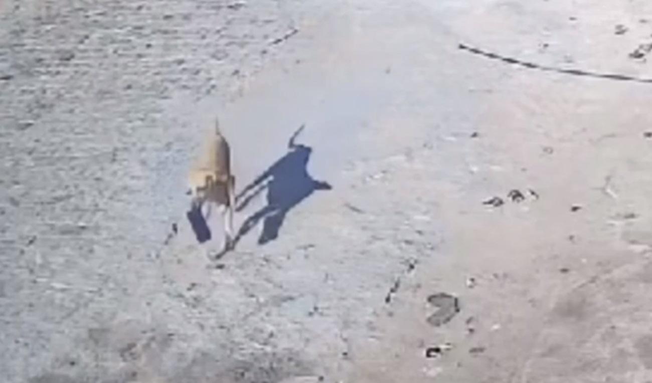 Cachorro levou o celular na boca