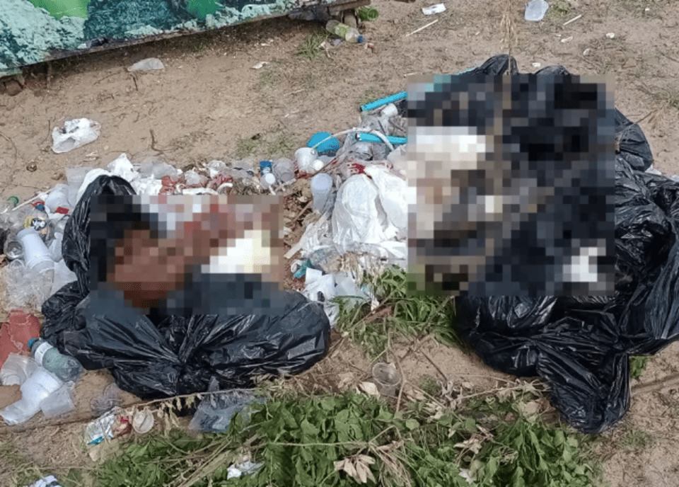 Os animais foram encontrados congelados dentro de sacos de lixo