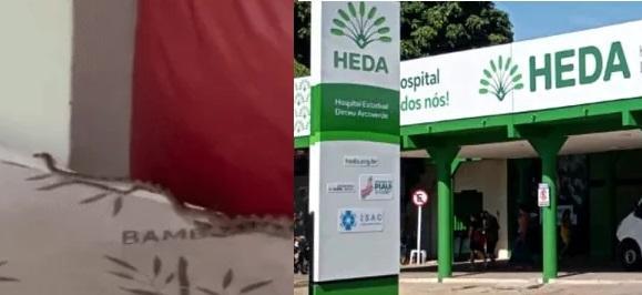 O Corpo de Bombeiros fez o resgate do animal