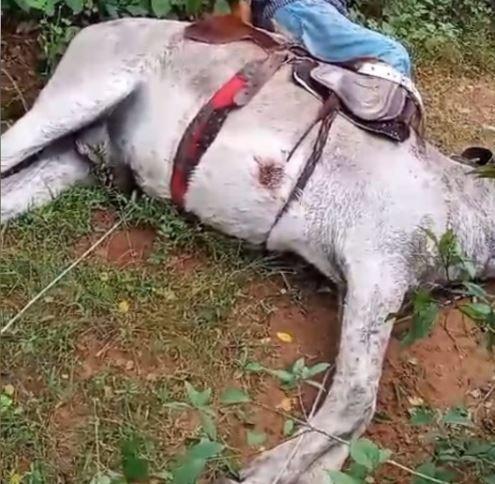 O vaqueiro estava montado no jumento quando recebeu a descarga elétrica
