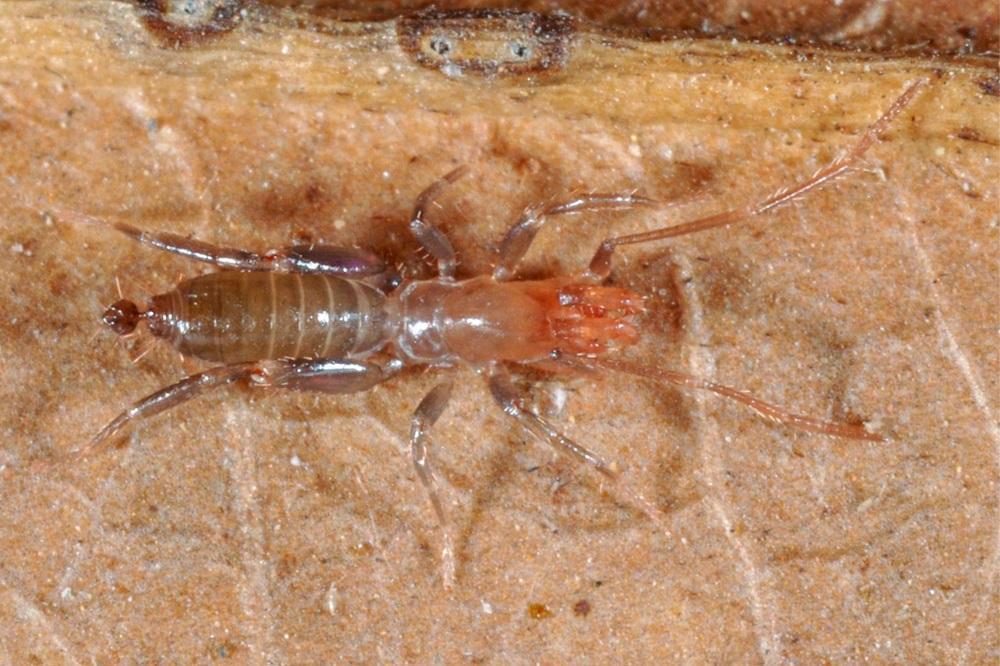 Rowlandius macho