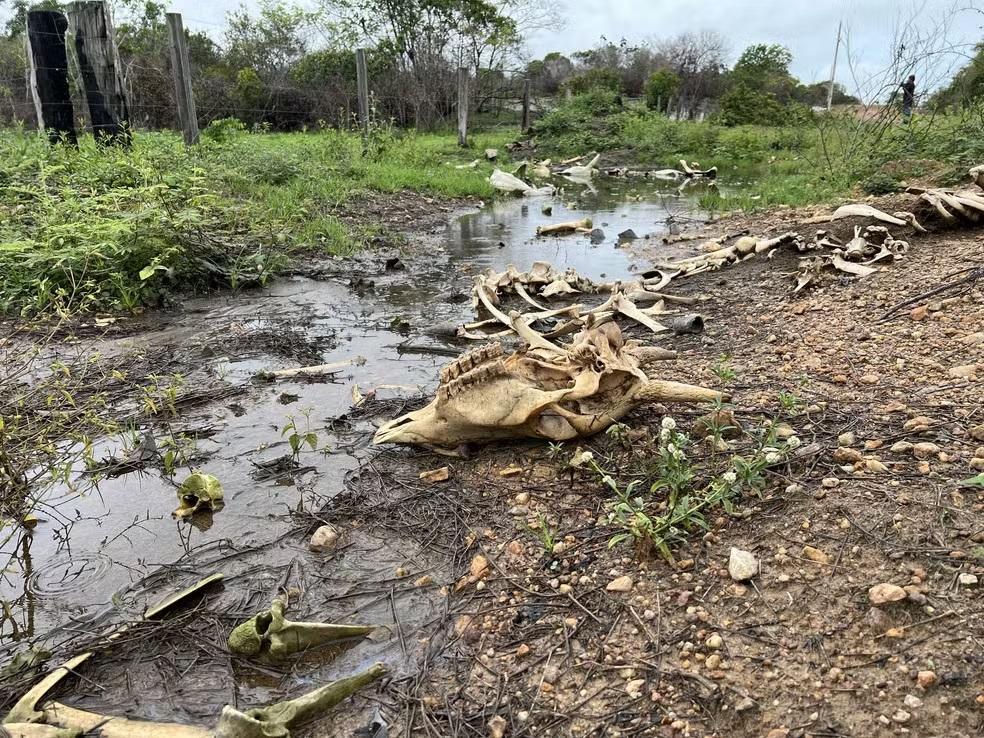 Com a falta de pasto, os gados ficam fracos e morrem
