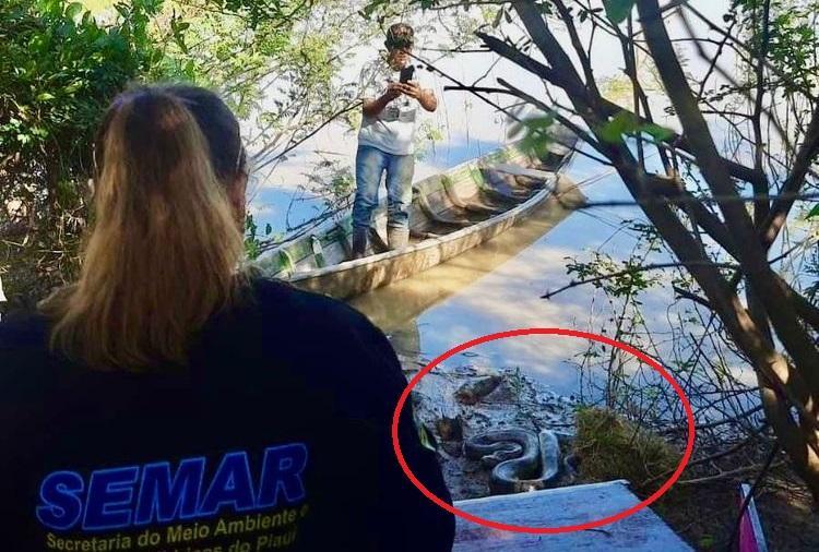 Os animais foram liberados na região extremo-norte do Piauí