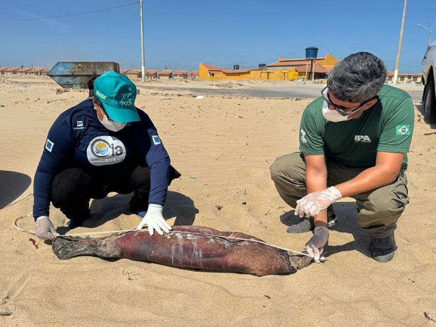 O animal foi encontrado em estado de decomposição