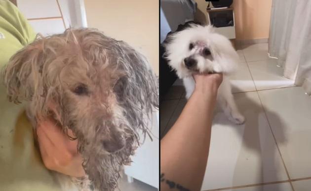 Cachorrinho Uli foi encontrado bastante assustado e coberto de lama