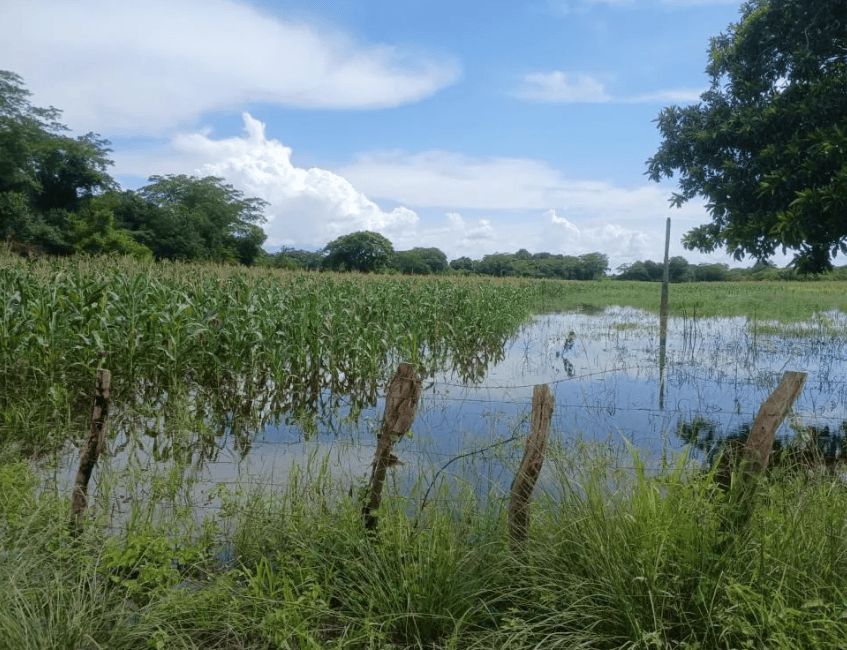 Rio Gurguéia invade plantações